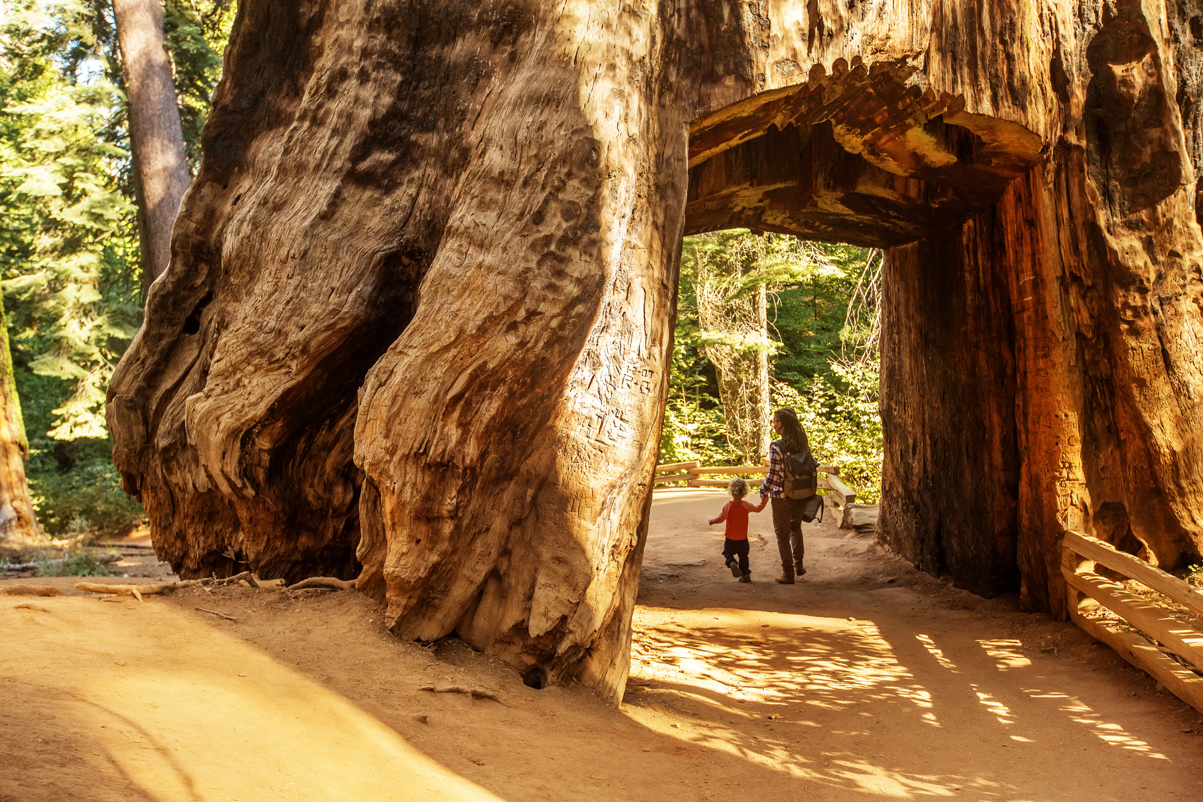 yosemite national park, california.webp